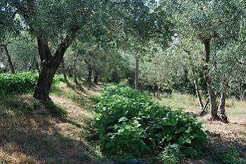 Tenuta Il Pino Capannoli